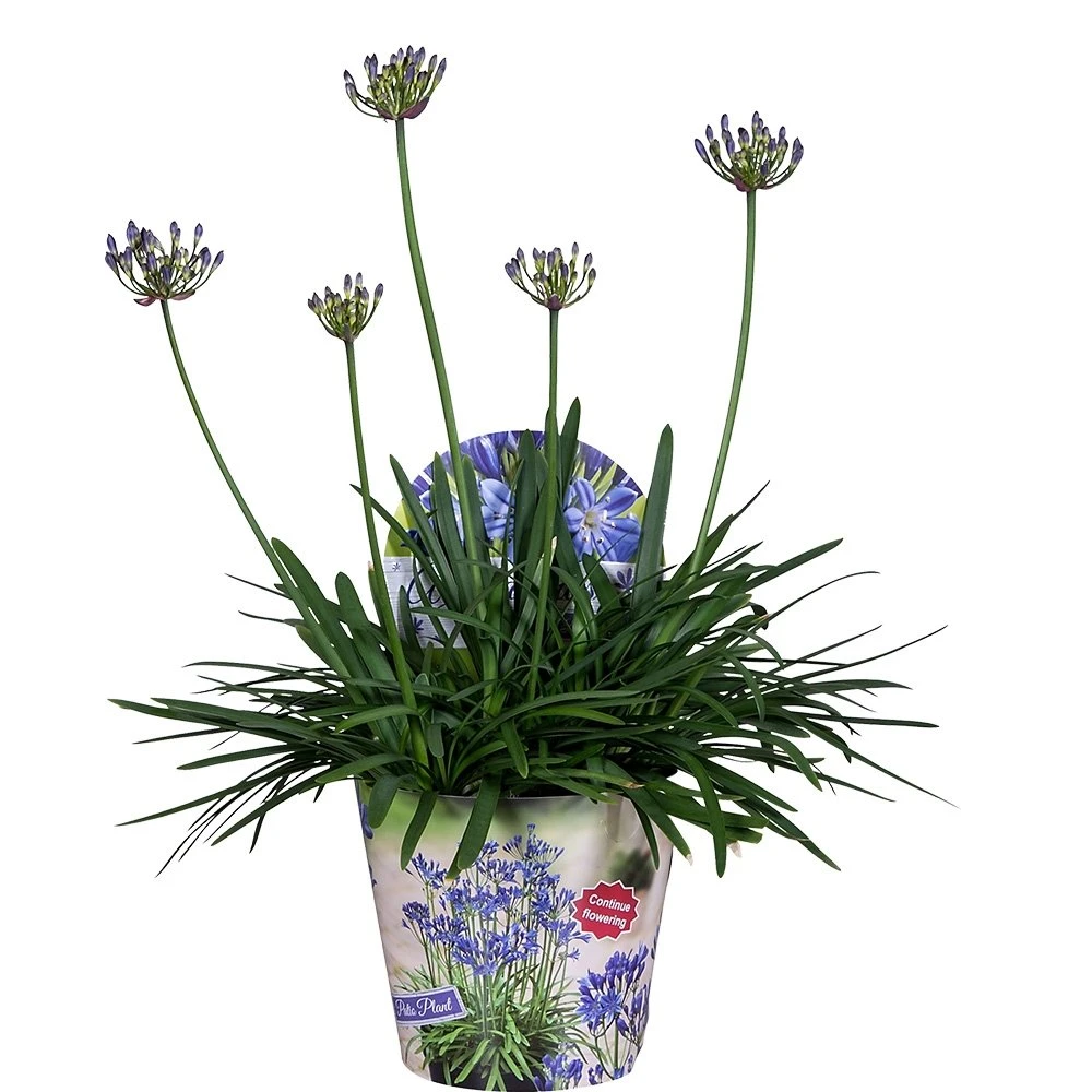 Agapanthus, In 17cm-pot 1 Agapanthus, In 17cm-pot