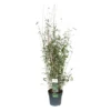 Bamboe Fargesia Black Shadow, In 23cm-pot