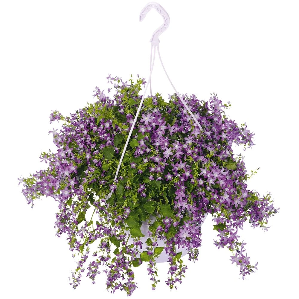Campanula Addenda, In 27cm-hangpot 1 Campanula Addenda, In 27cm-hangpot
