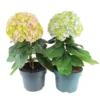 Hortensia Avantgarde, In 23cm-pot