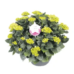 Hortensia XXL, In 29cm-schaal