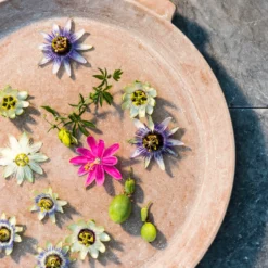 Passiflora, In 19cm-pot -Goedkope Leef Tuin Winkel passiflora in 19cm pot 3366x3307 6479ef5944eb7 l