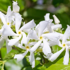 Toscaanse Jasmijn XL 95cm Hoog, In 17cm-pot -Goedkope Leef Tuin Winkel toscaanse jasmijn xl 95cm hoog in 17cm pot 3366x3307 6479ef3d08f3e l